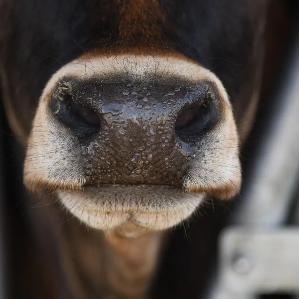 Texas Angus field day to showcase latest beef industry trends and technology
